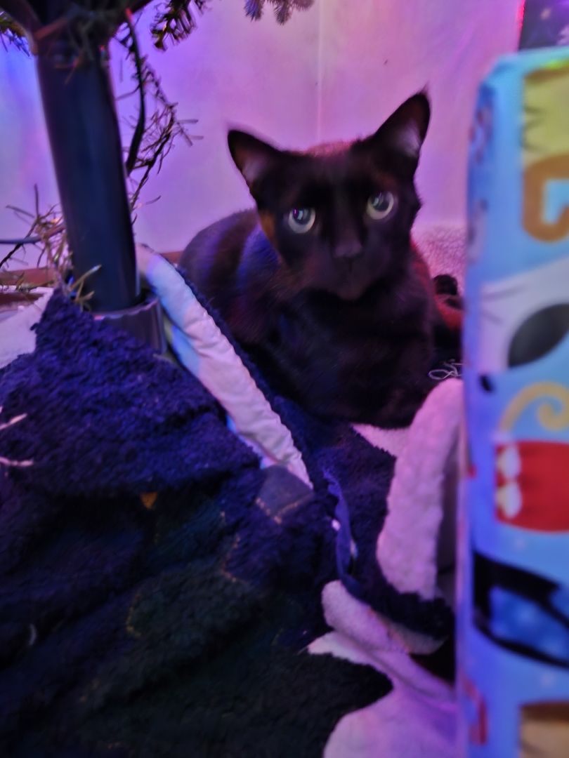 Black cat under lighted green Christmas tree.