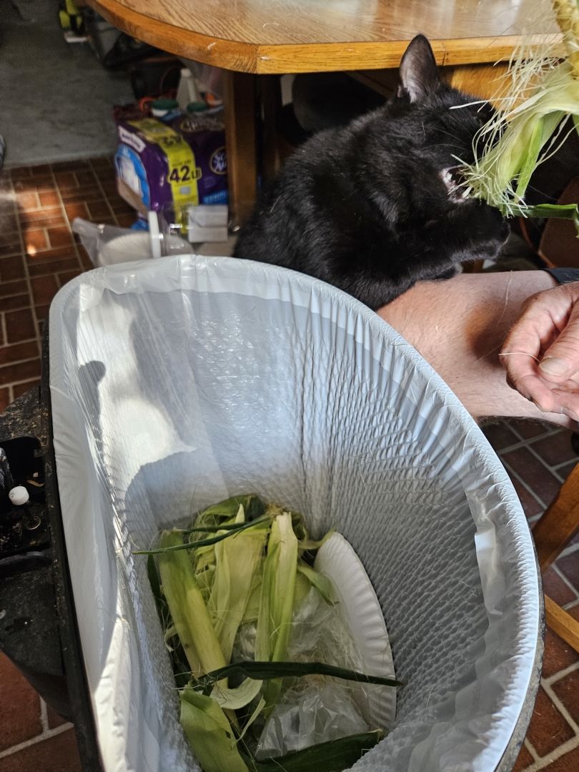 Black cat trying to eat the green corn silk. Next to a garbage can with white bag in it.