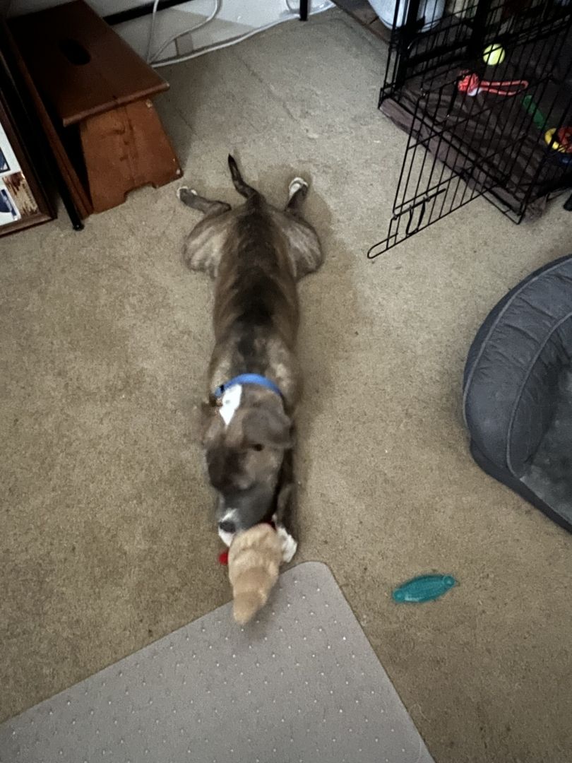 Young brindle pit bull puppy on carpet floor, laying belly down with back legs spread out behind as he chews a toy