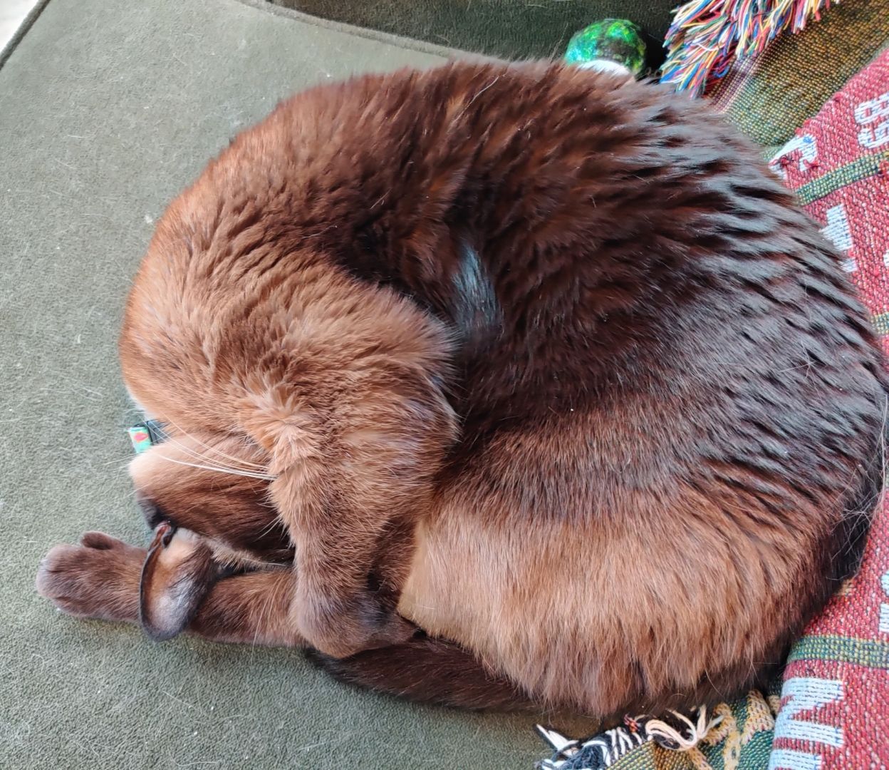 A cat curled up and sleeping.