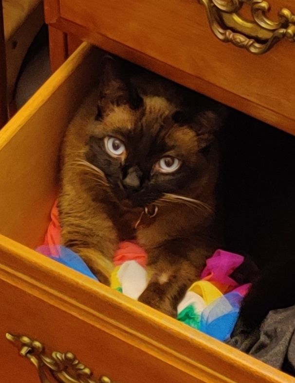 Karina in a drawer. She is looking up, wary of anyone approaching her lair.