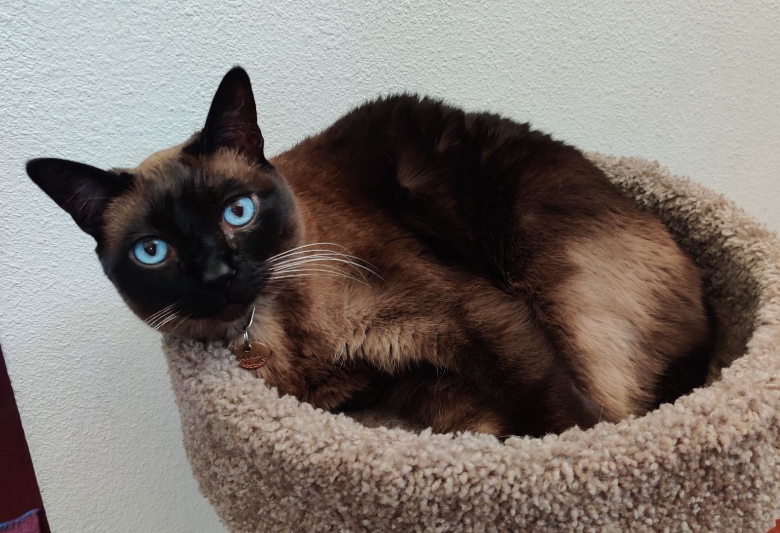 Karina the bad Siamese mix looks into your soul and blames you for her rotten behavior. Her eyes are beautiful though. It's hard to stay mad at an animal with a brain the size of a walnut.