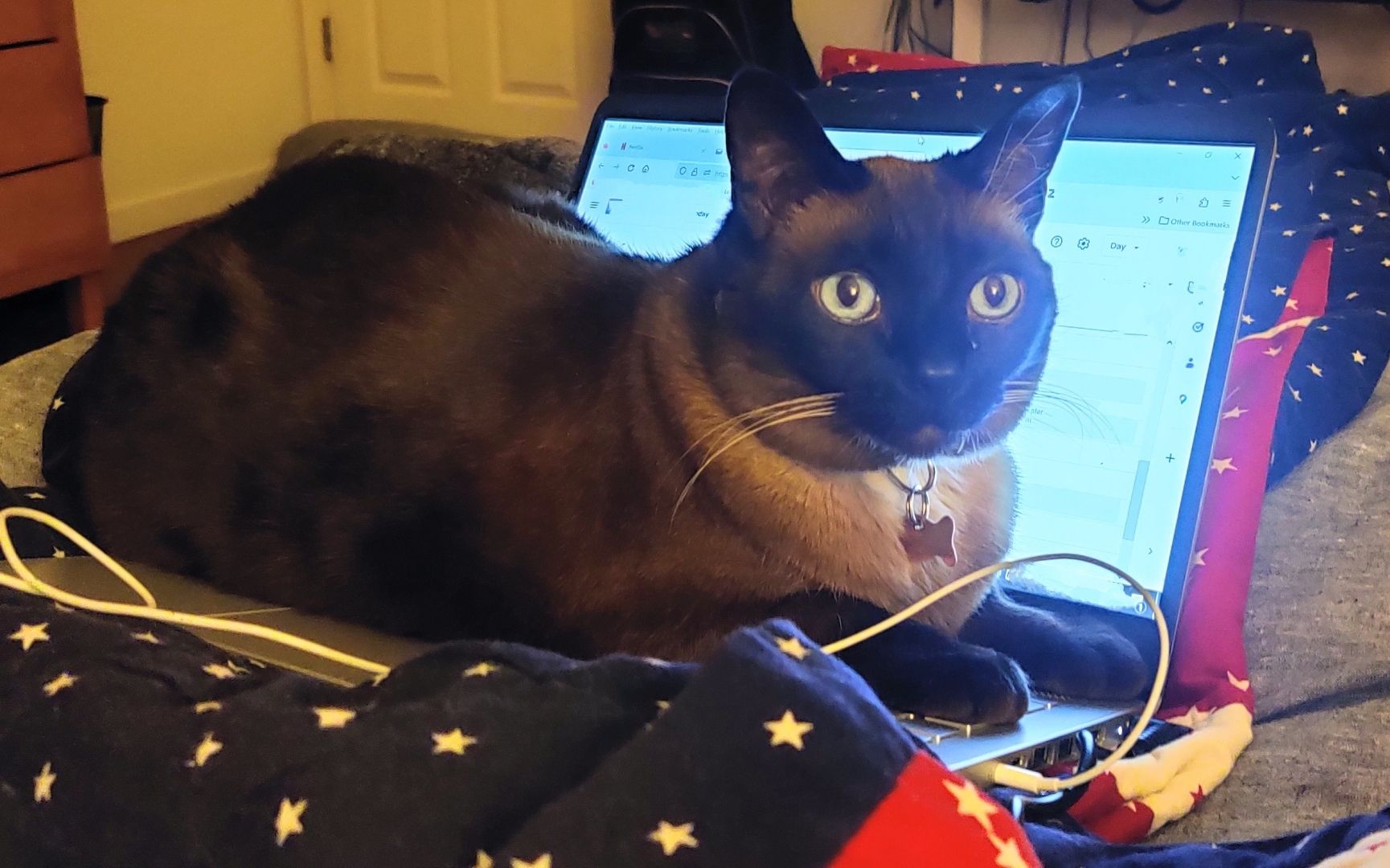 Karina the Siamese mix sits like the Sphinx atop a laptop's keyboard.  Her blue eyes stare straight ahead, piercing your soul and daring you to move her.