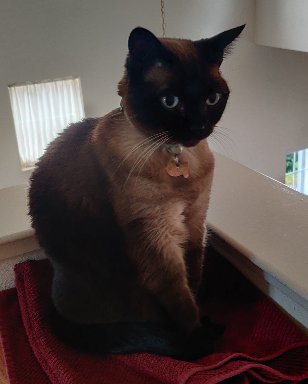 The Siamese mix named Karina decided that the red folded towel on the laundry-folding table was now an ideal napping surface. I'll never get my towel back now.
