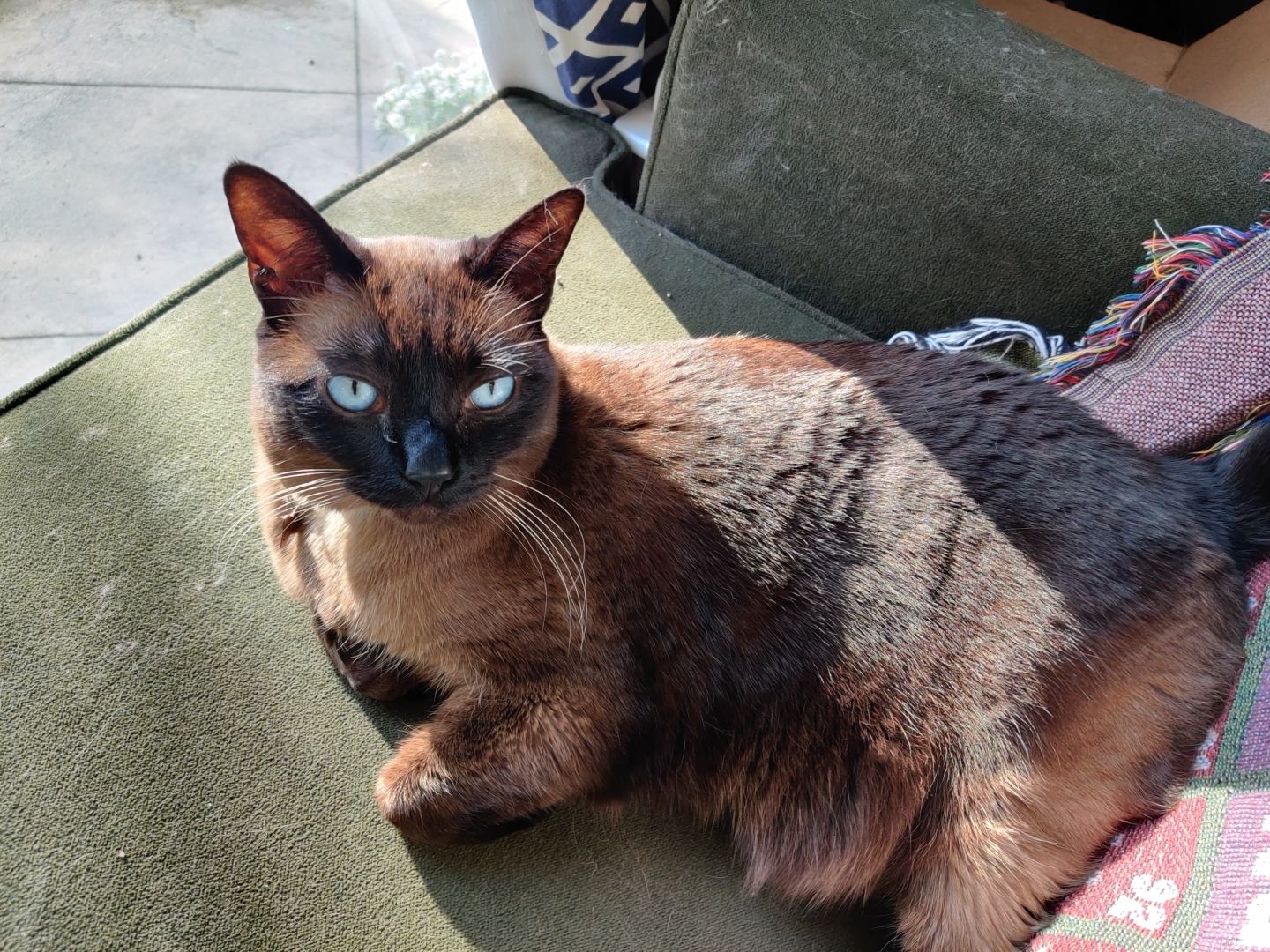 Karina the Siamrse mix with her resting grumpy face. She is actually quite happy. Really.