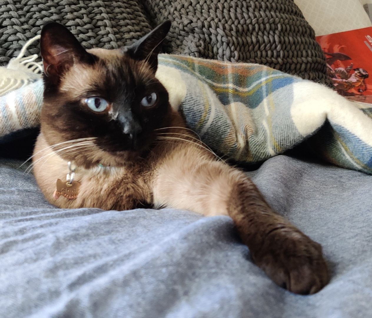 A Siamese mix tucked in under a tartan throw. Her left paw is sticking out. Her look says, take this damn blanket off me.