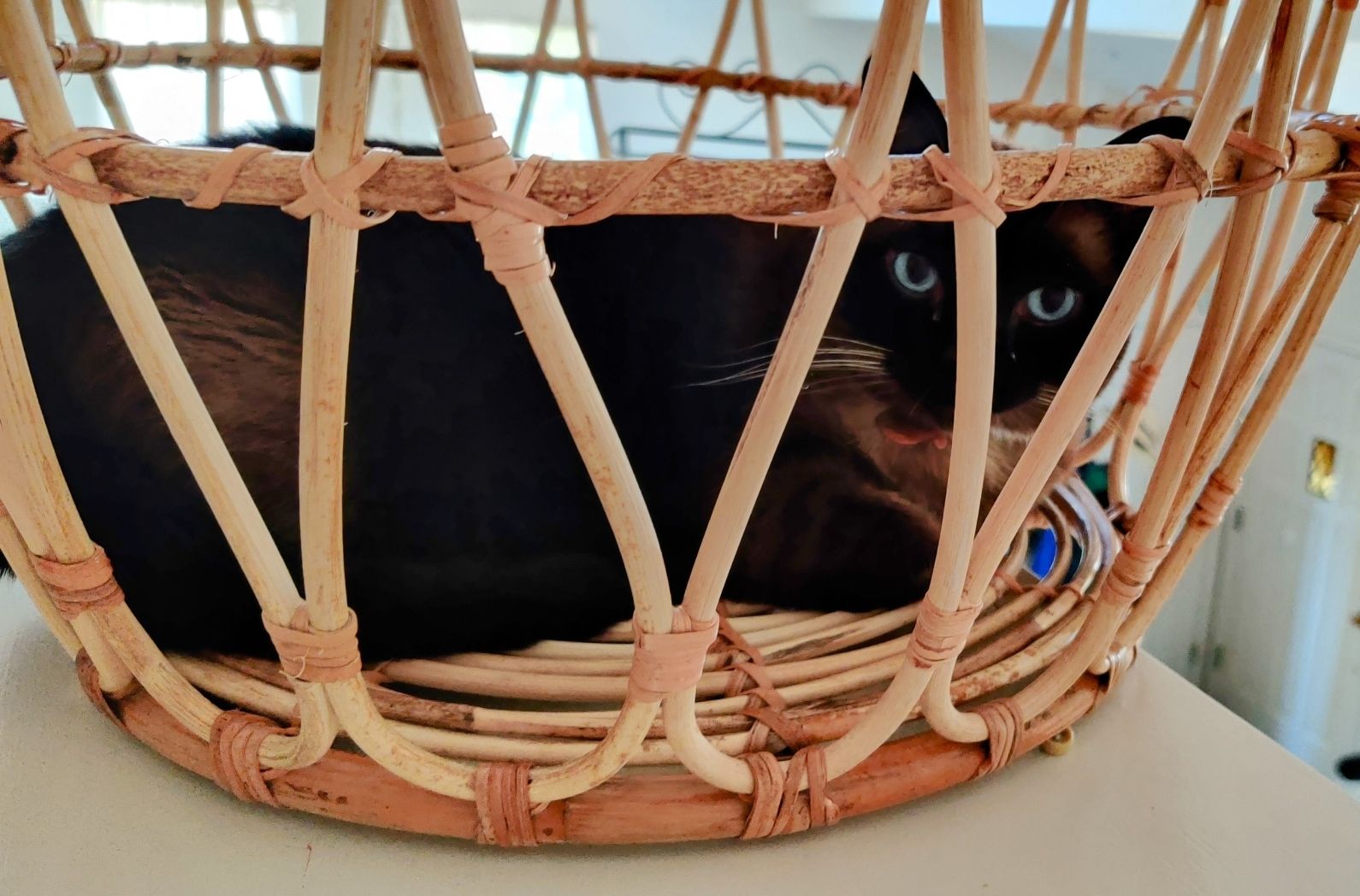 Karina the Siamese mix voluntarily in a wicker laundry basket.