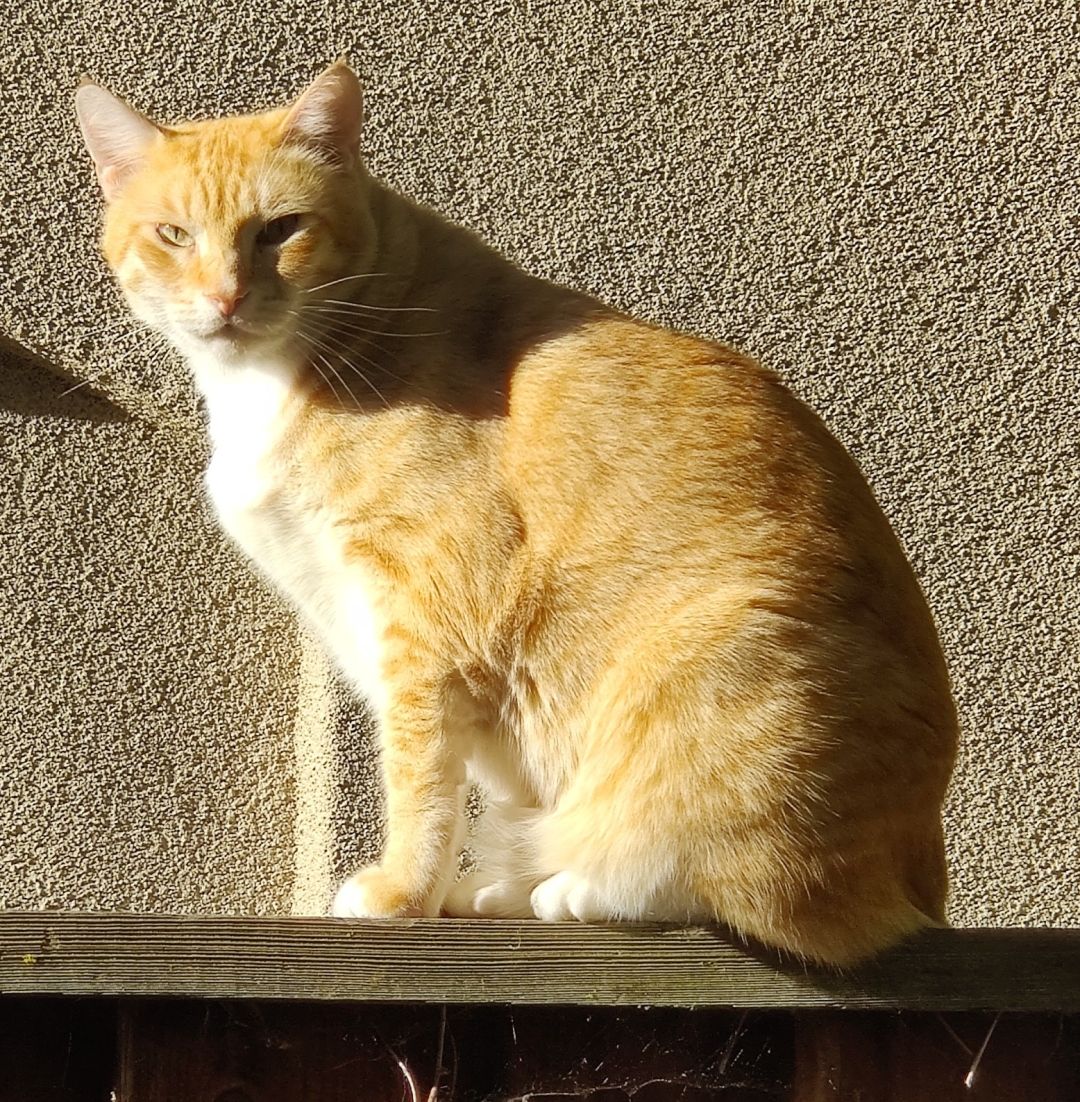 Orange cat, prpbably male. He sits on a fence. He's very fat.