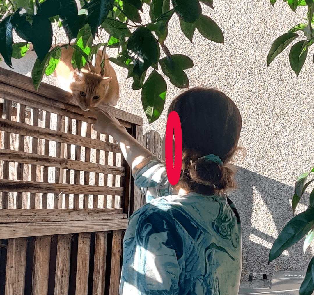 The daughter is able to approach Orangey. He is fine with a hand sniff.