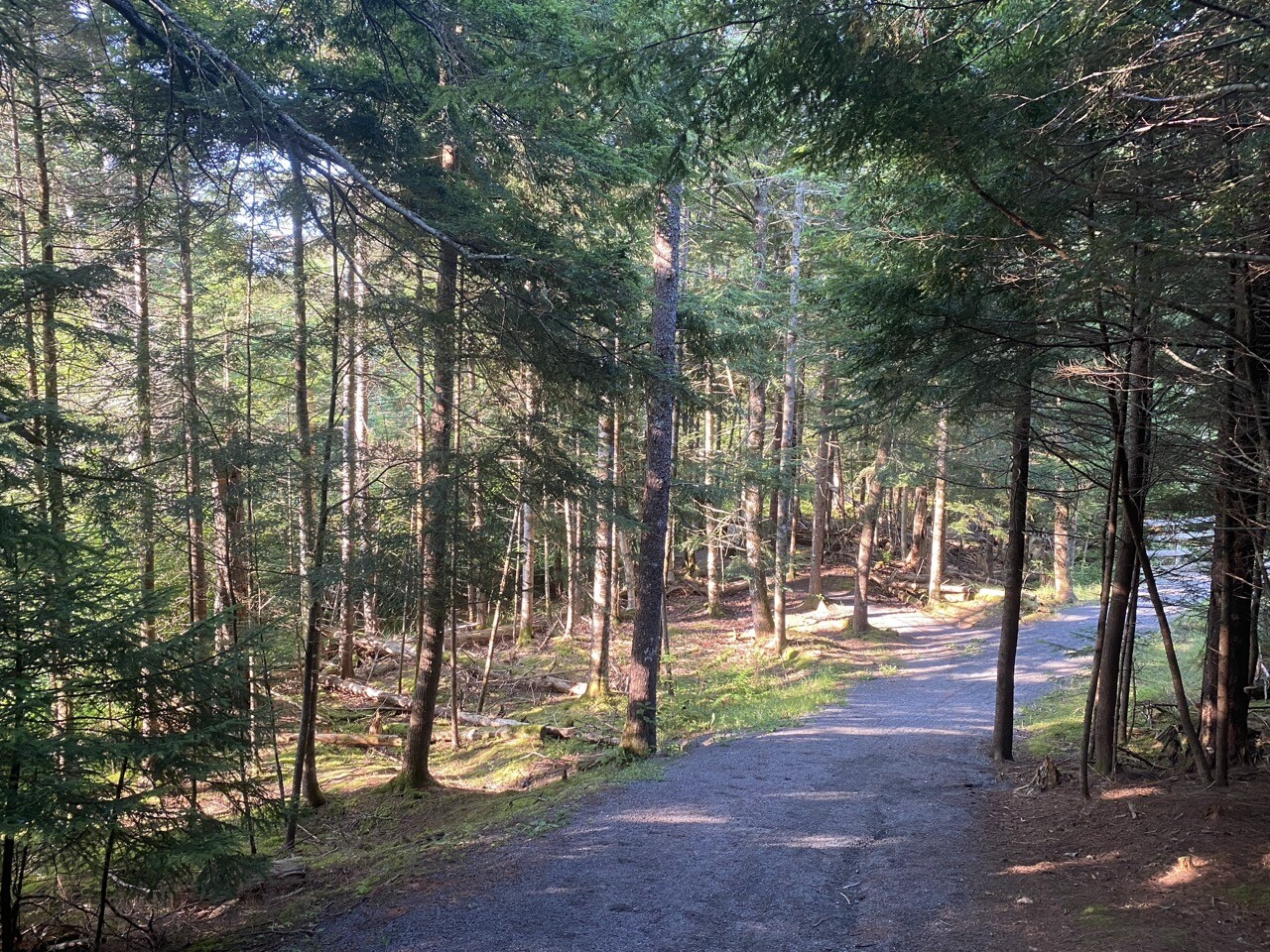 Trail in the sunshine, trees either side, gravel pathway.