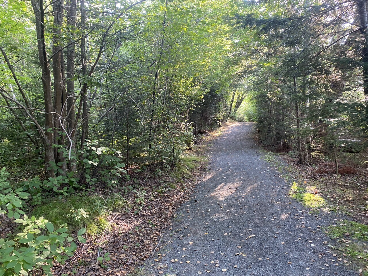 Trail in the sunshine, trees either side, gravel pathway.