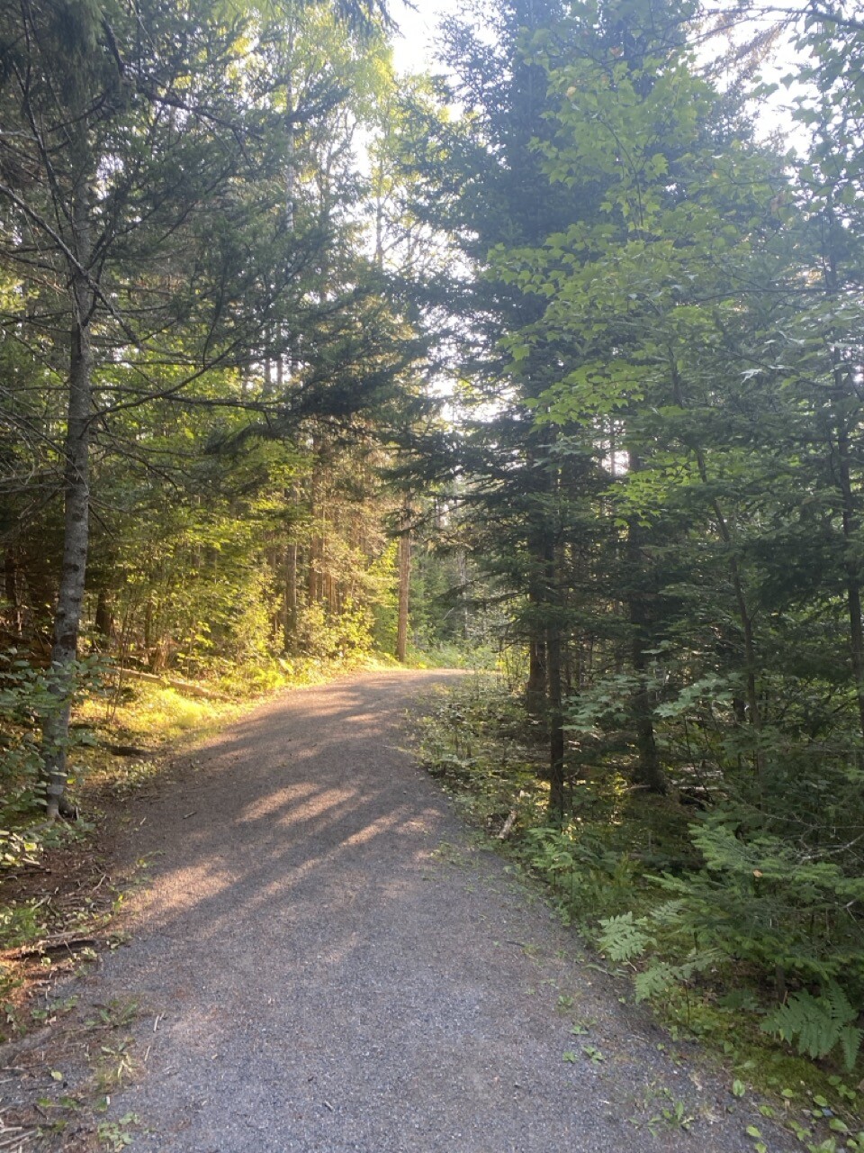 Trail in the sunshine, trees either side, gravel pathway.