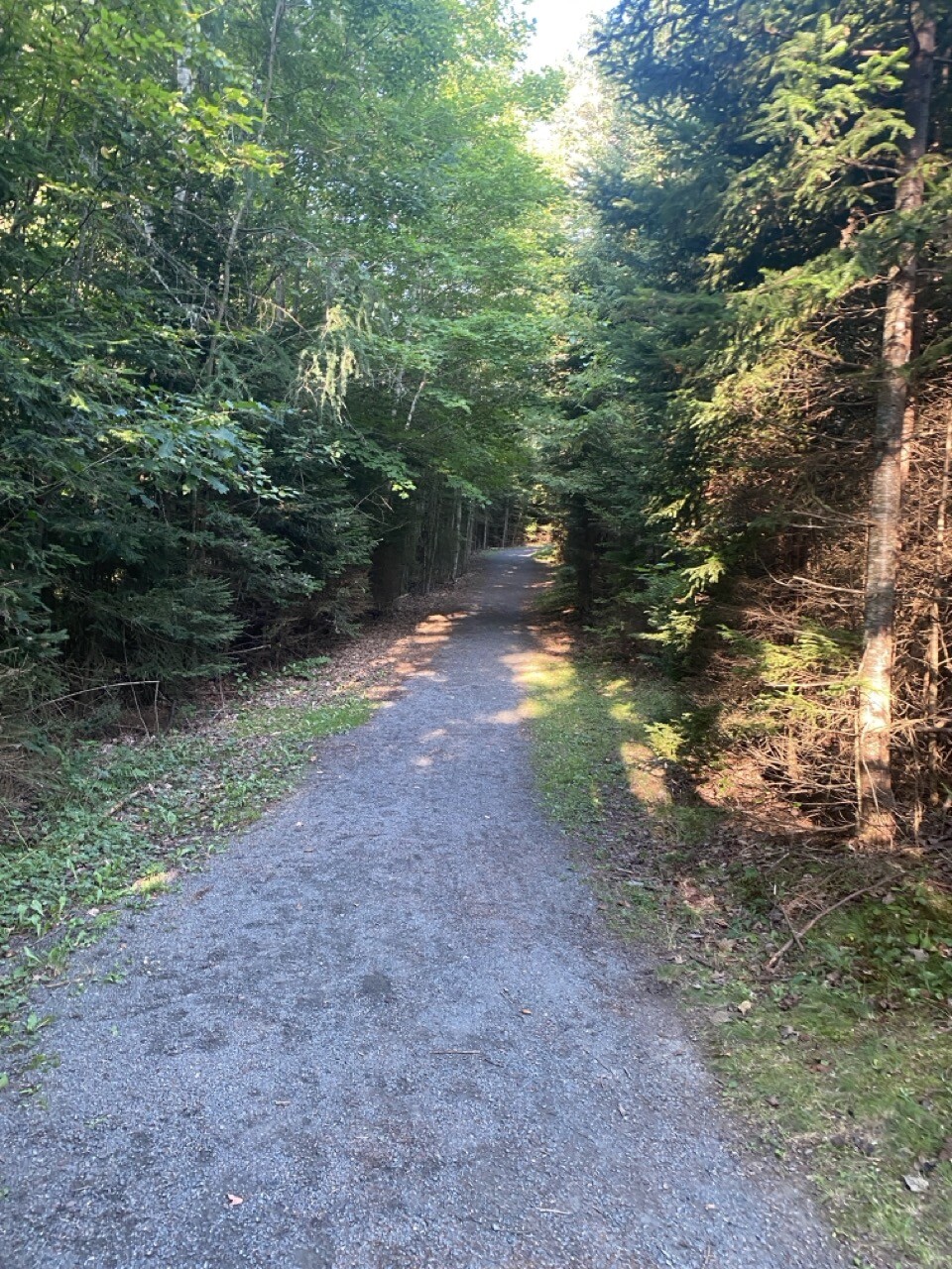 Trail in the sunshine, trees either side, gravel pathway.