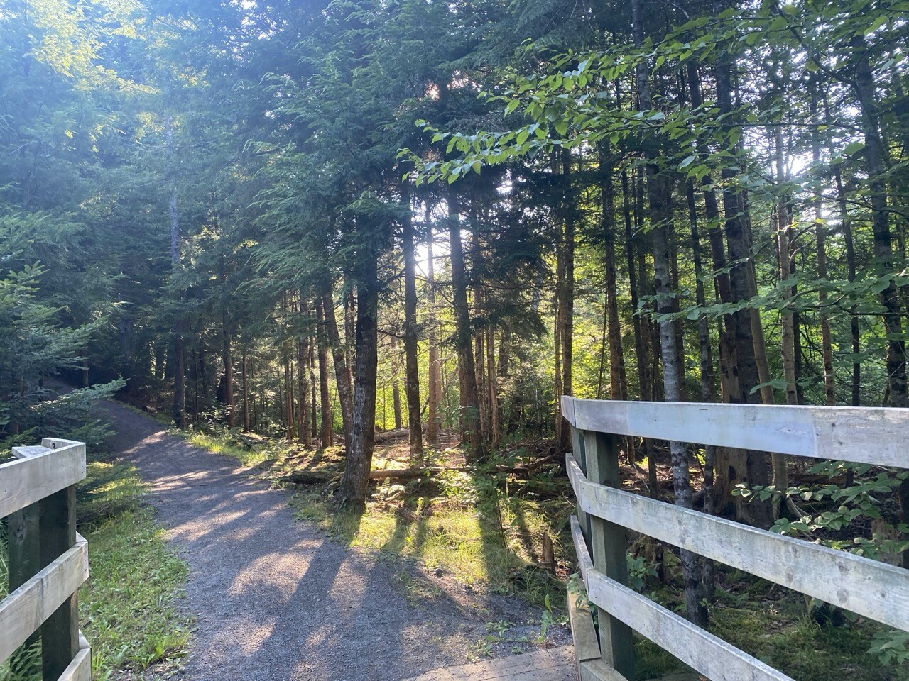 Crossing a wooden bridge on a trail, trees either side, sunshine penetrating the tree canopy.