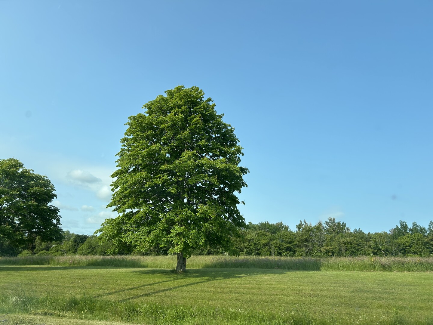 Tall horse chestnut tree surrounded by grass with a very blue sky behind.