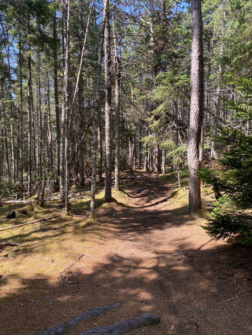 Trees and dry sandy forest floor