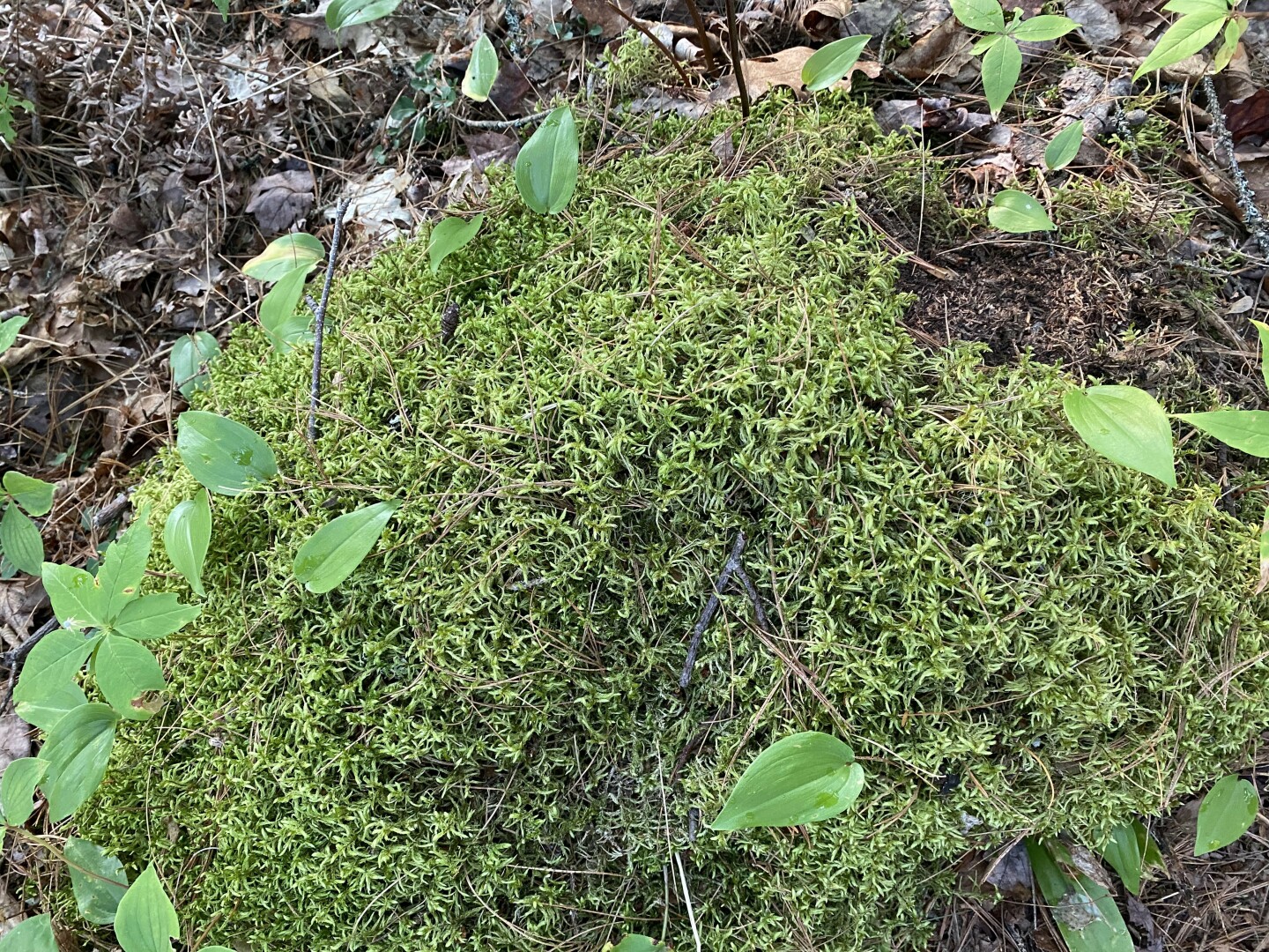 Rock heavily covered in pretty moss (have no idea what type but its green and mossy)