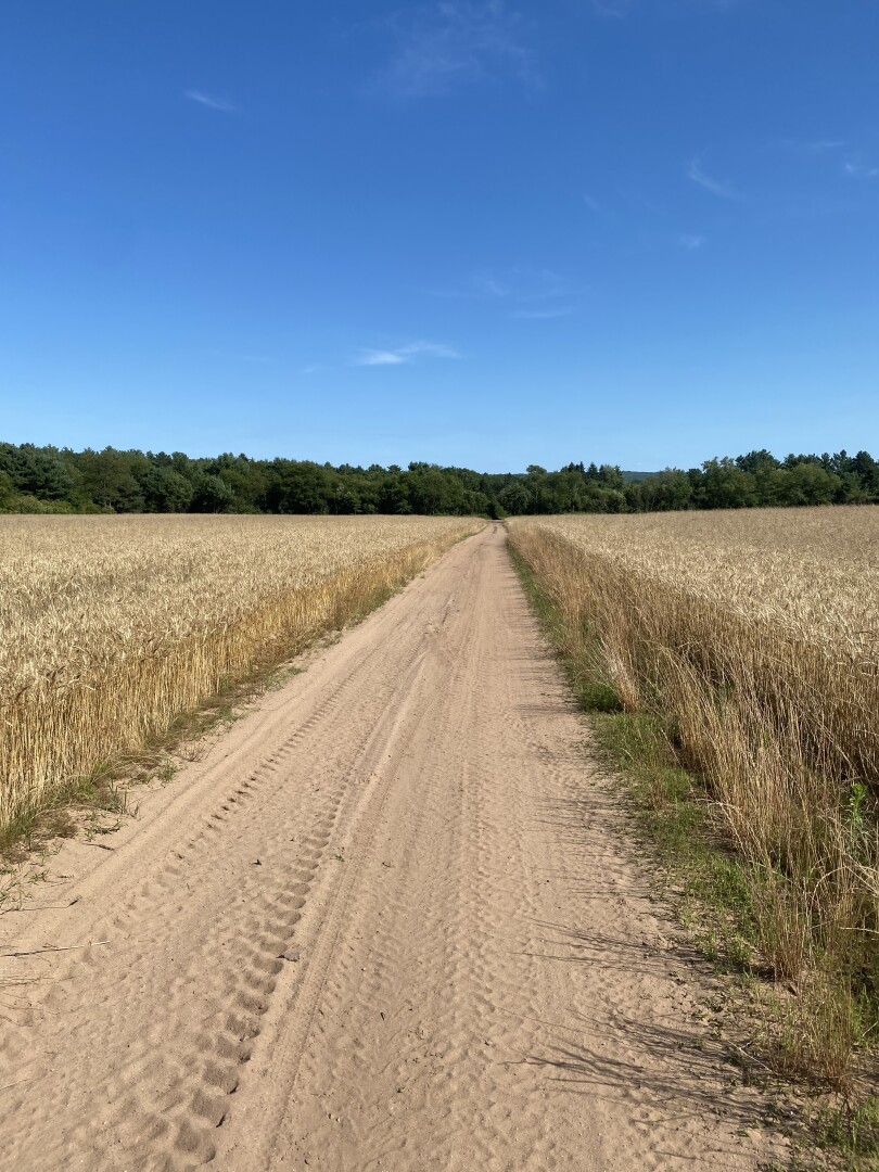 Wheat field with sand path down the middle. Row of trees in horizon and blue sky.