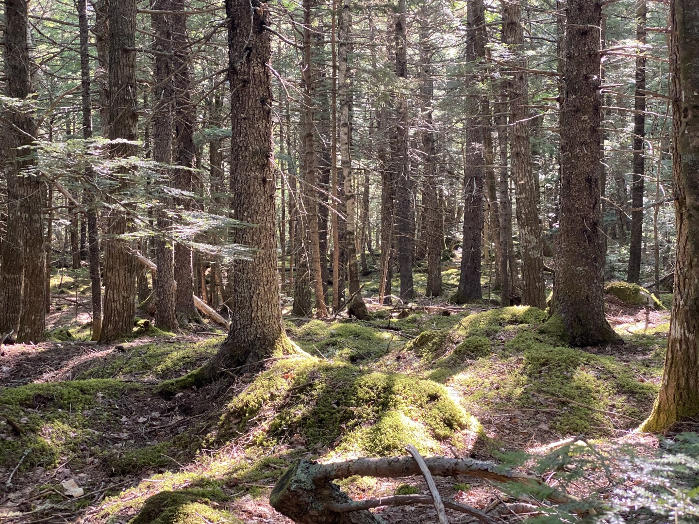 Mossy rocks on the hike in.