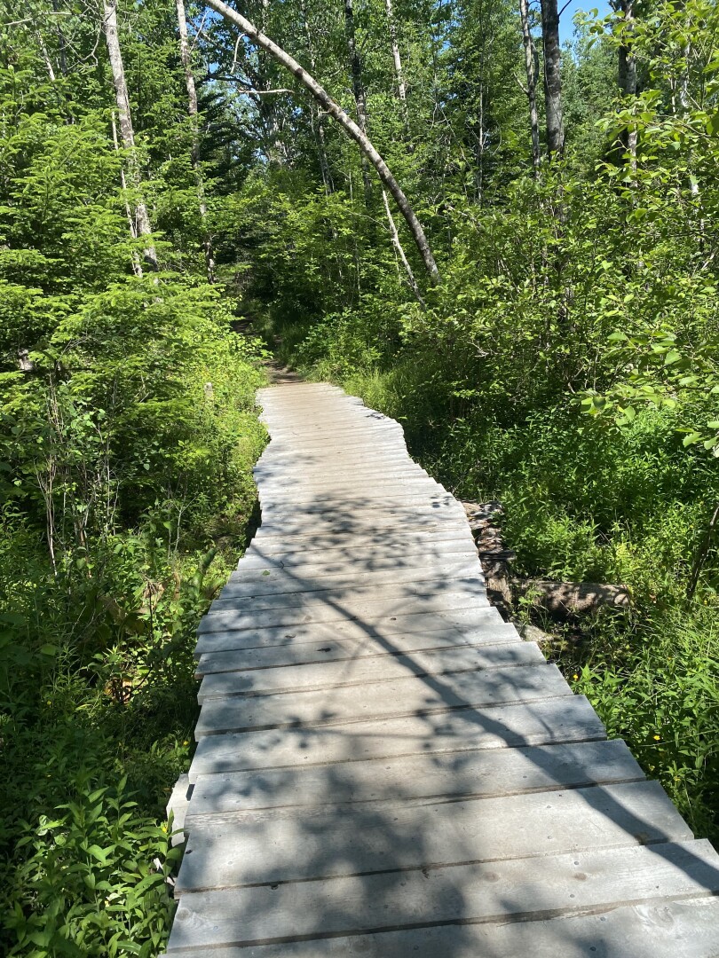 Wooden board walk with trees either side.