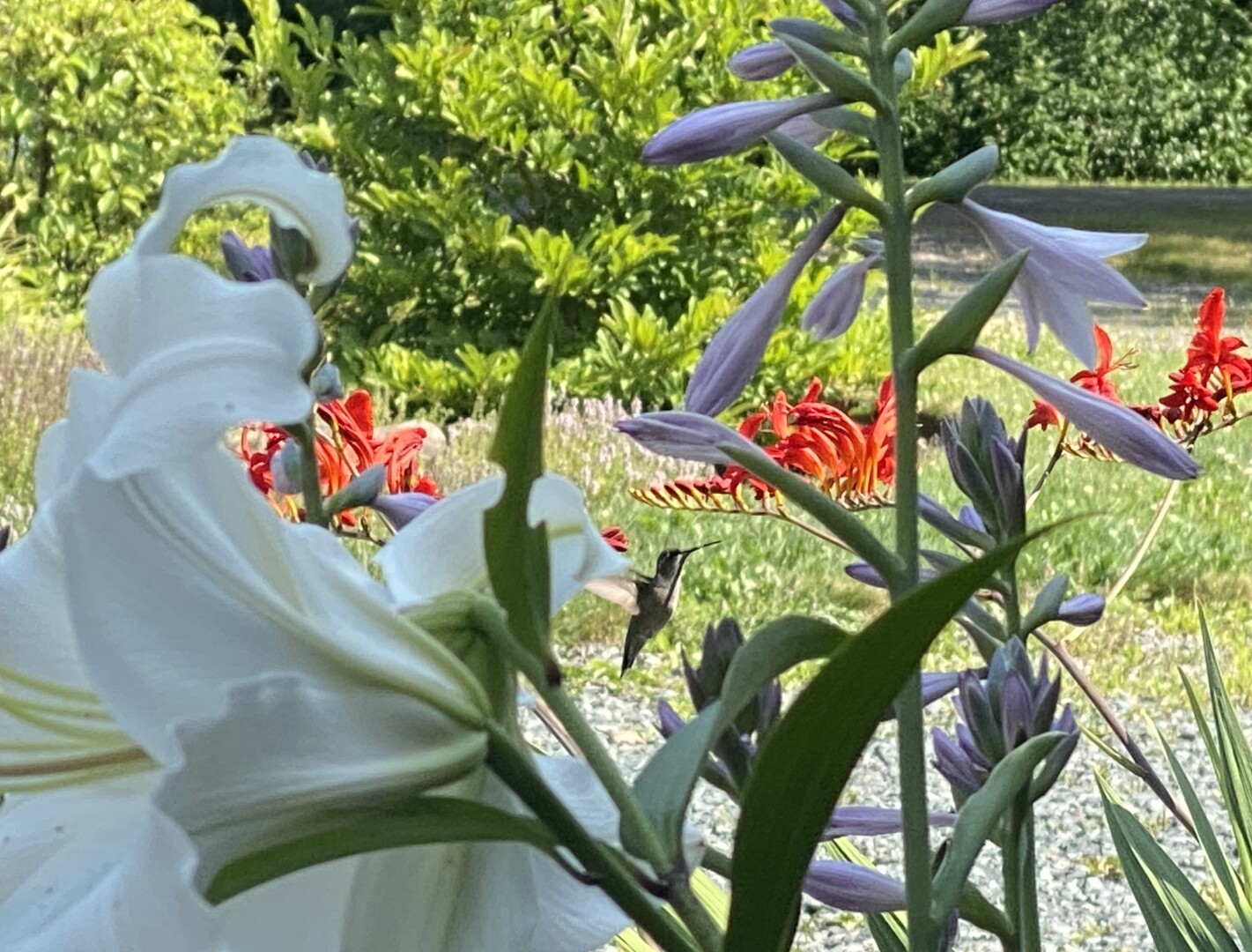 White lillies in the foreground, a hummingbird in the middle. Other flowers around.