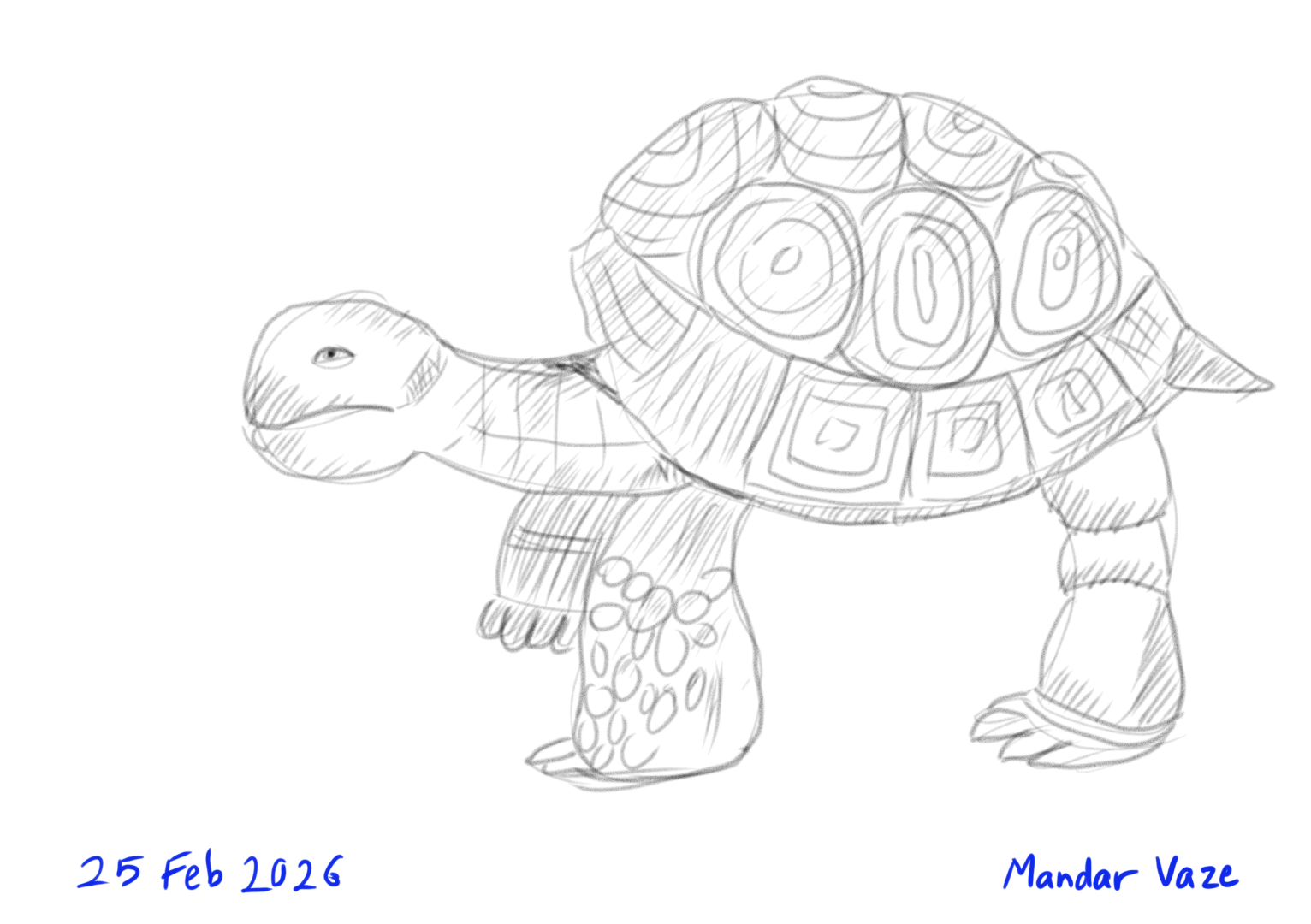 Pencil Sketch of a Tortoise