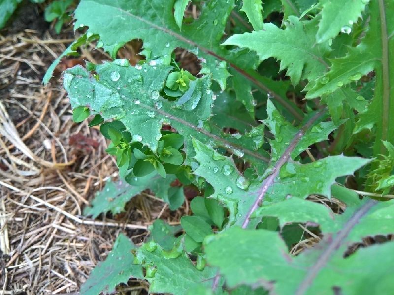 #raindrops on #leaves.