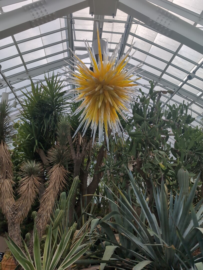 A large spiky star suspended over a profusion of cactus and succulents in a greenhouse