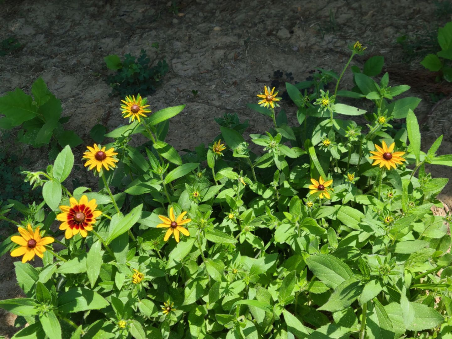 A thick cluster of foliage with bold flowers at the tips of some of the stems.