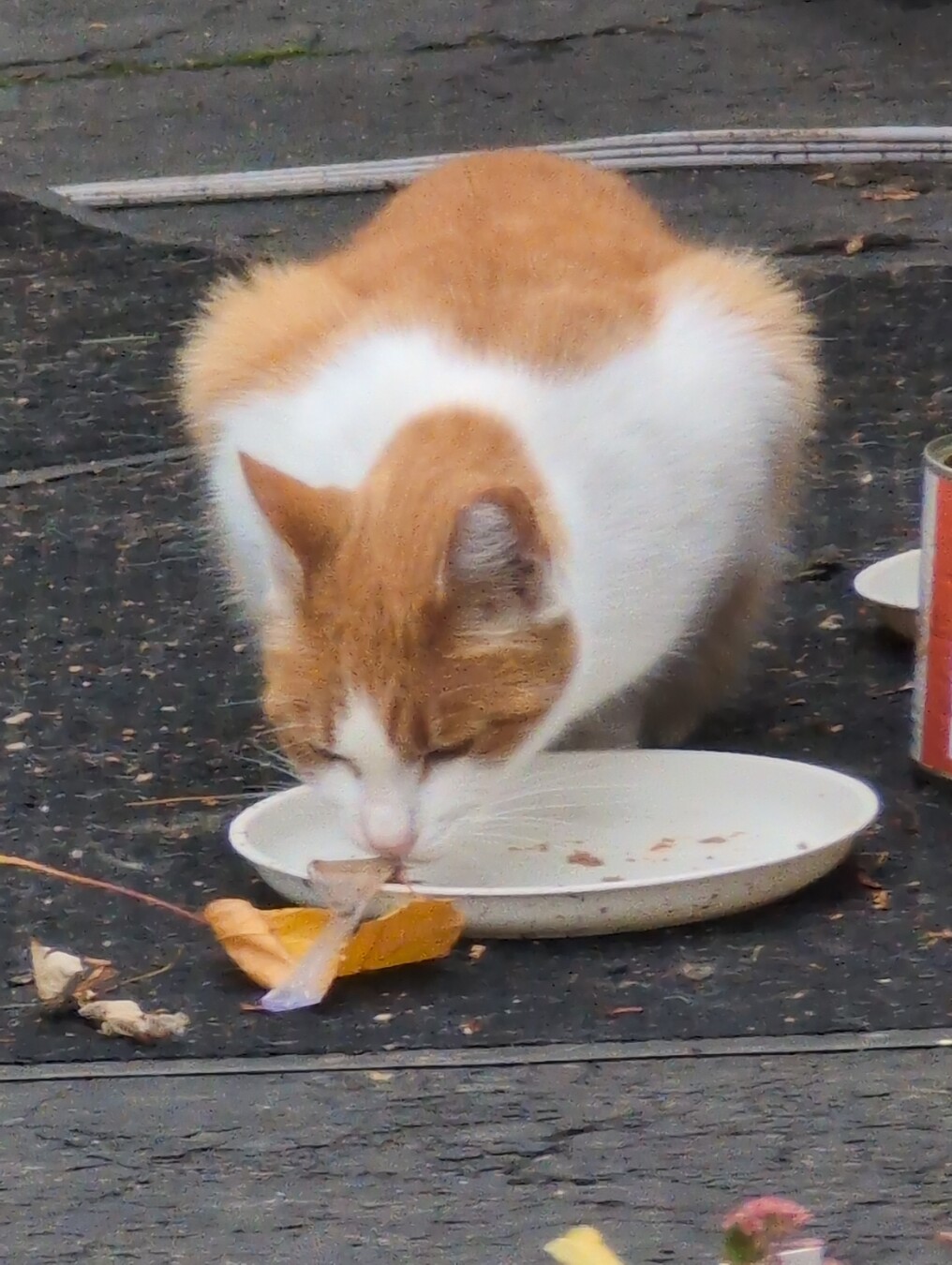 Orange and white cat eating out of doors