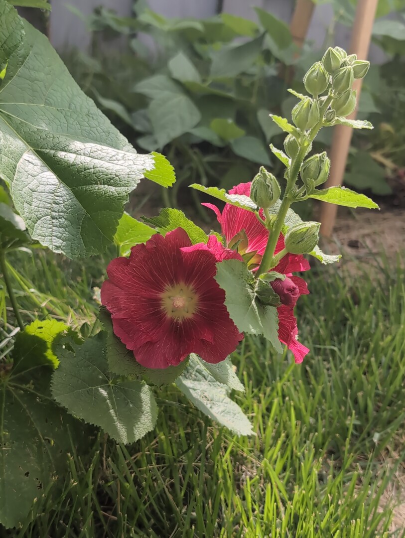 A brightly colored hollyhock blossom blooming low to the ground