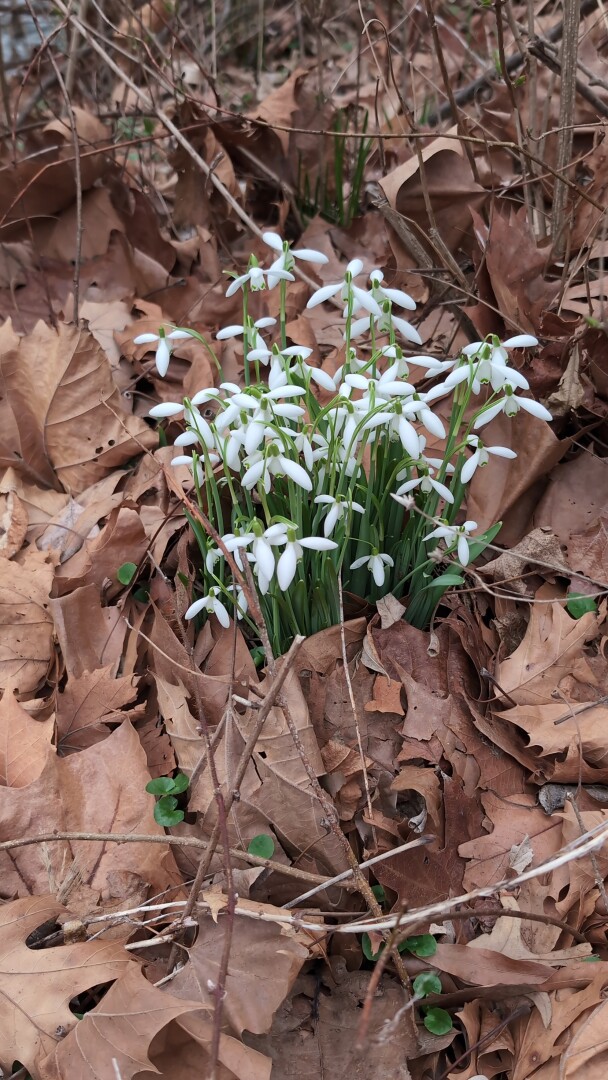 A clump of white snowdrop flowers coming up from dry leaves
