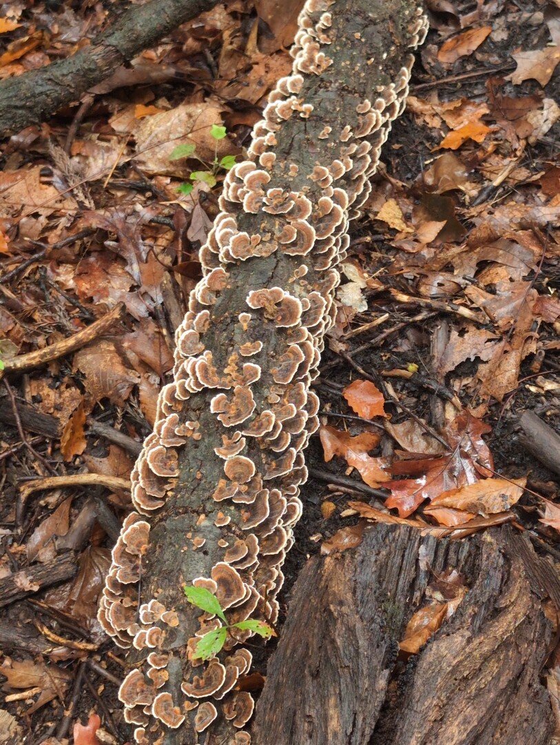 Polypore fungus on a branch