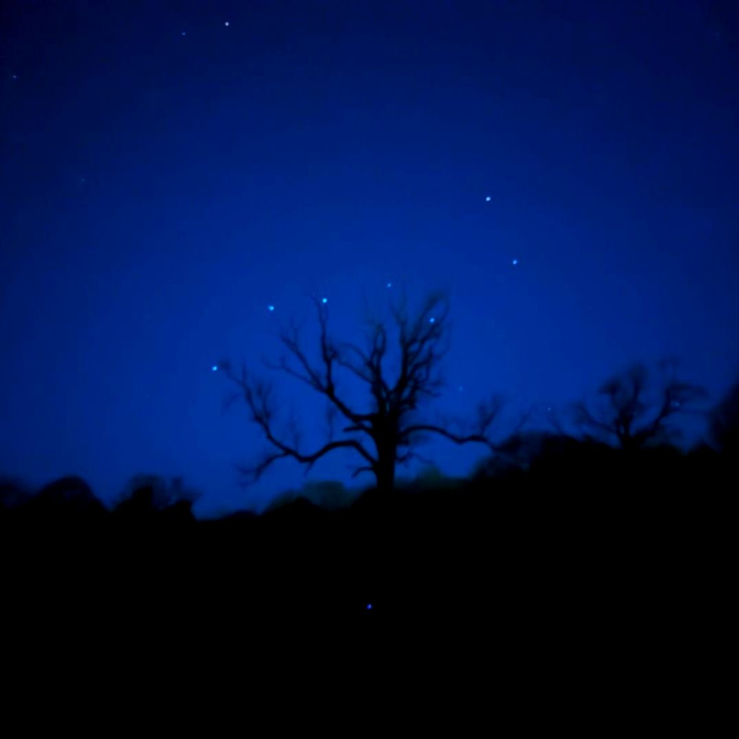 The profile of a tree against a dark sky with stars.