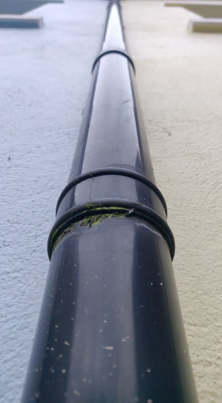 A close up photo of a black gutter going upward dividing 2 symmetrical buildings, one painted yellow the other painted blue. On the gutter, in between the yellow and the blue, grows a small amount of green moss
