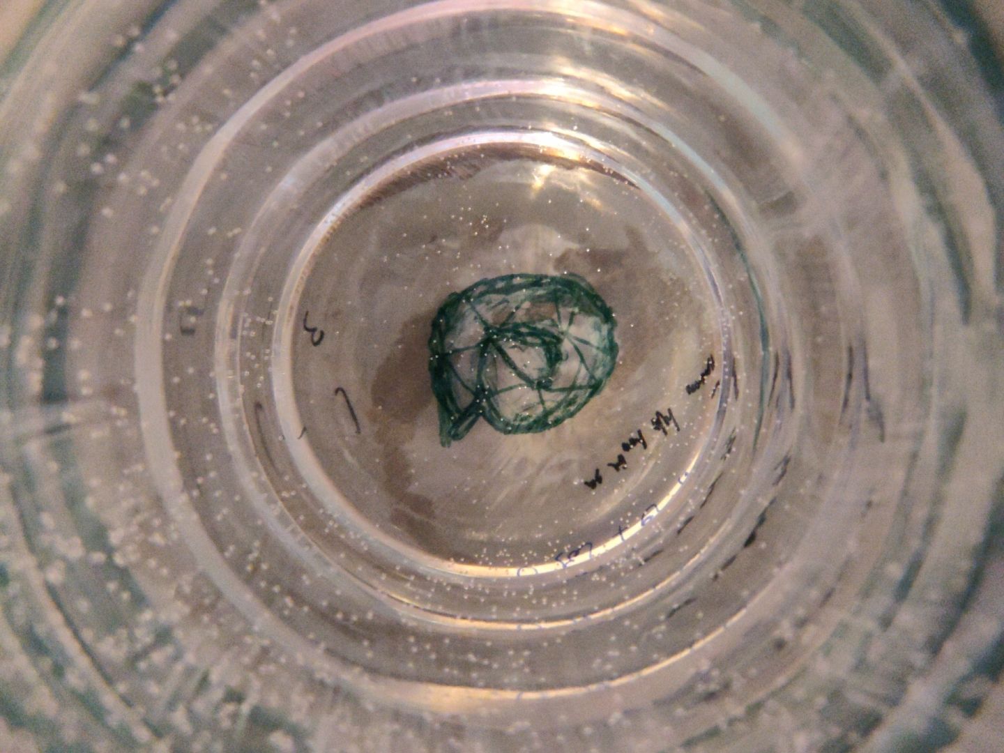 A drawing/doodle of a Nautilus shell on a piece of paper underneath a glass of water. Small bubble are on the side of the glass and rings of light reflect on the glass sides. (Top down perspective)