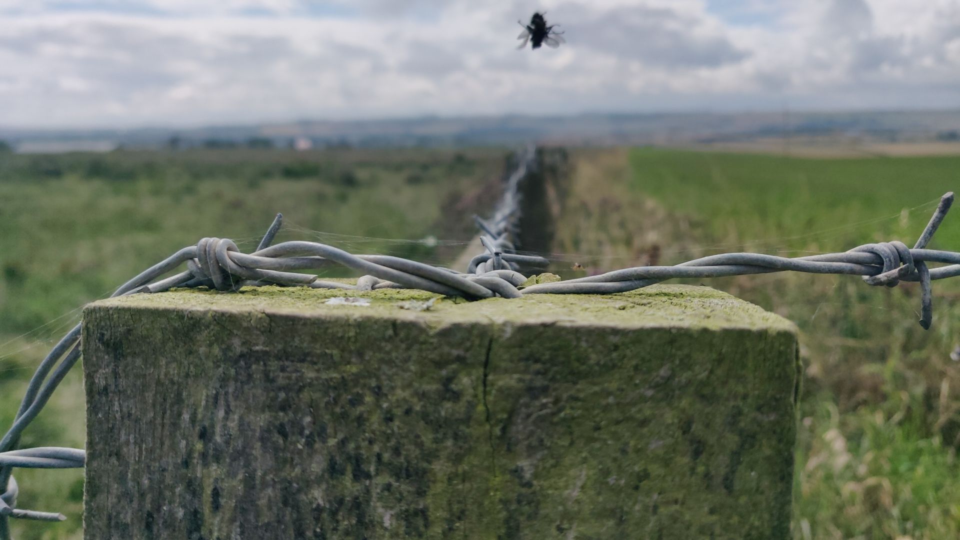 Barbed wire attached to a mossy fence post going out in three directions: left, right and straight ahead. 2 grassy fields are separated by the straight ahead wire. A mid-flight fly is above barbed wire.
