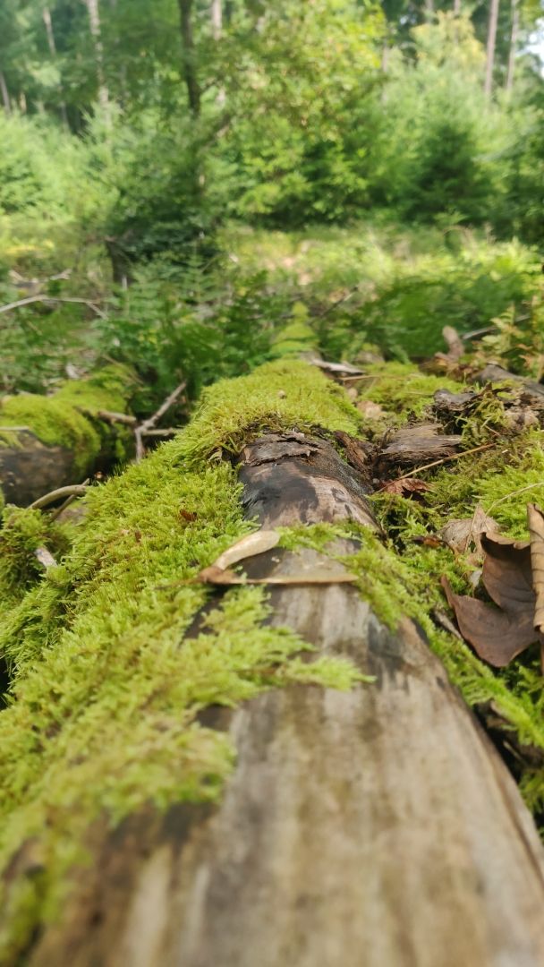 A close up shot of a mossy log with slightly stripped bark visible extending away from the camera. There is other foliage surrounding it with some small trees/bushes in the background