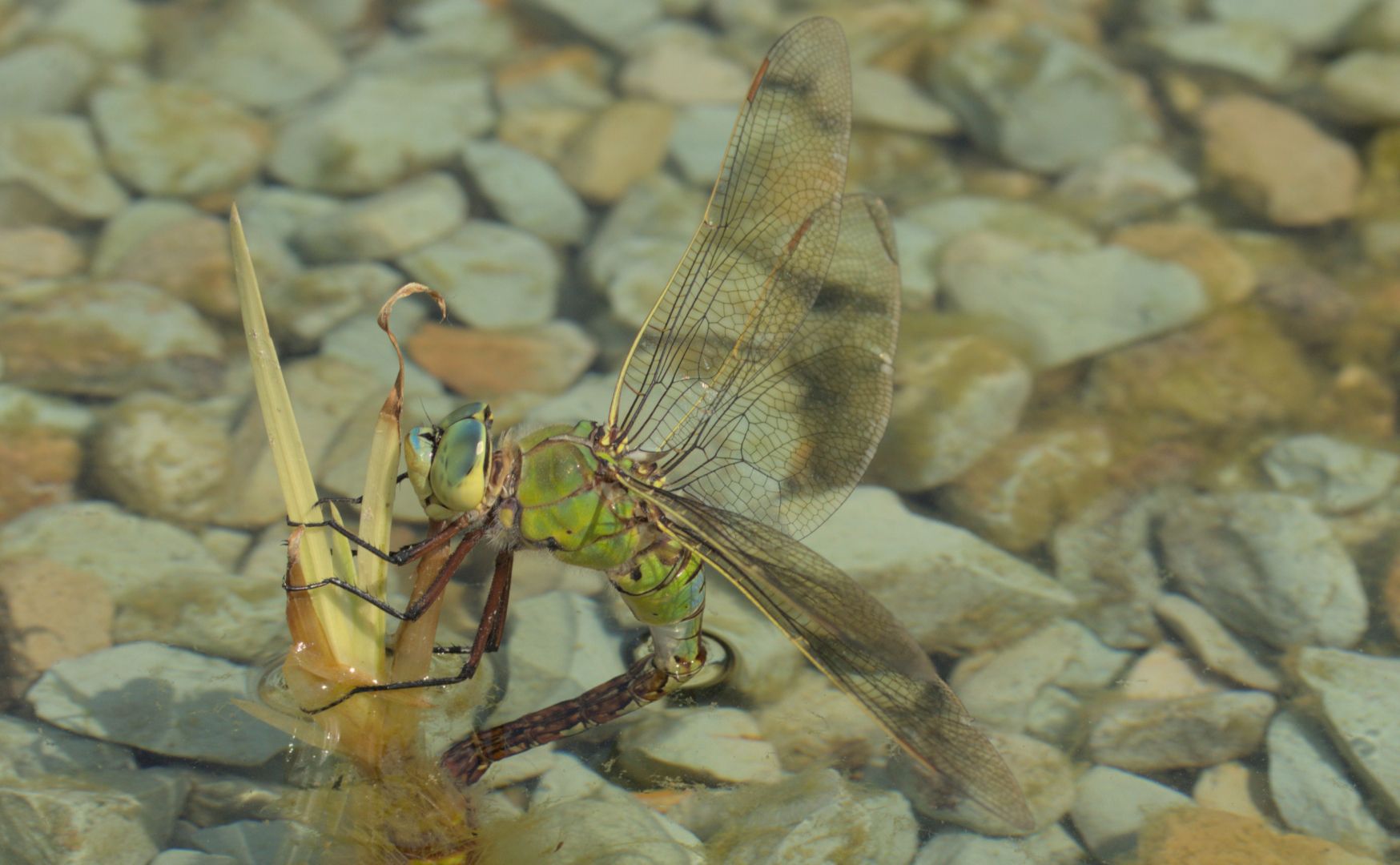 A picture of a dragonlfy (Anax imperator), laying little eggs in the water