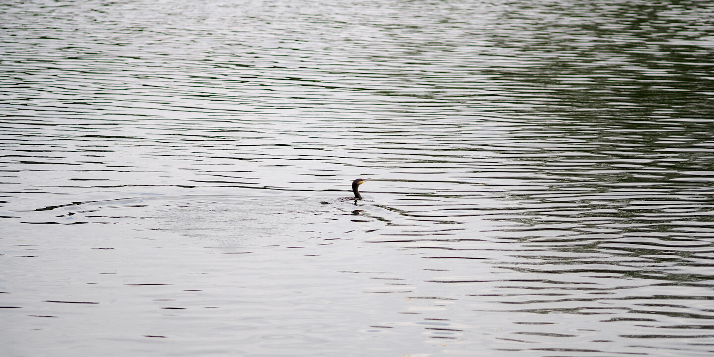 A photo of a great cormorant, swimming in a river. Only a head with a bit of a neck is visible, evidently just emerged from the water after a dive. There is a bit of a yellow on its cheeky, curvy beak. The water has ripples all over it from the wind, and there is a visible set of smaller ripples left by the bird. The photo is mostly monotone, with the yellow on the bird's head being a slightly more bright spot.