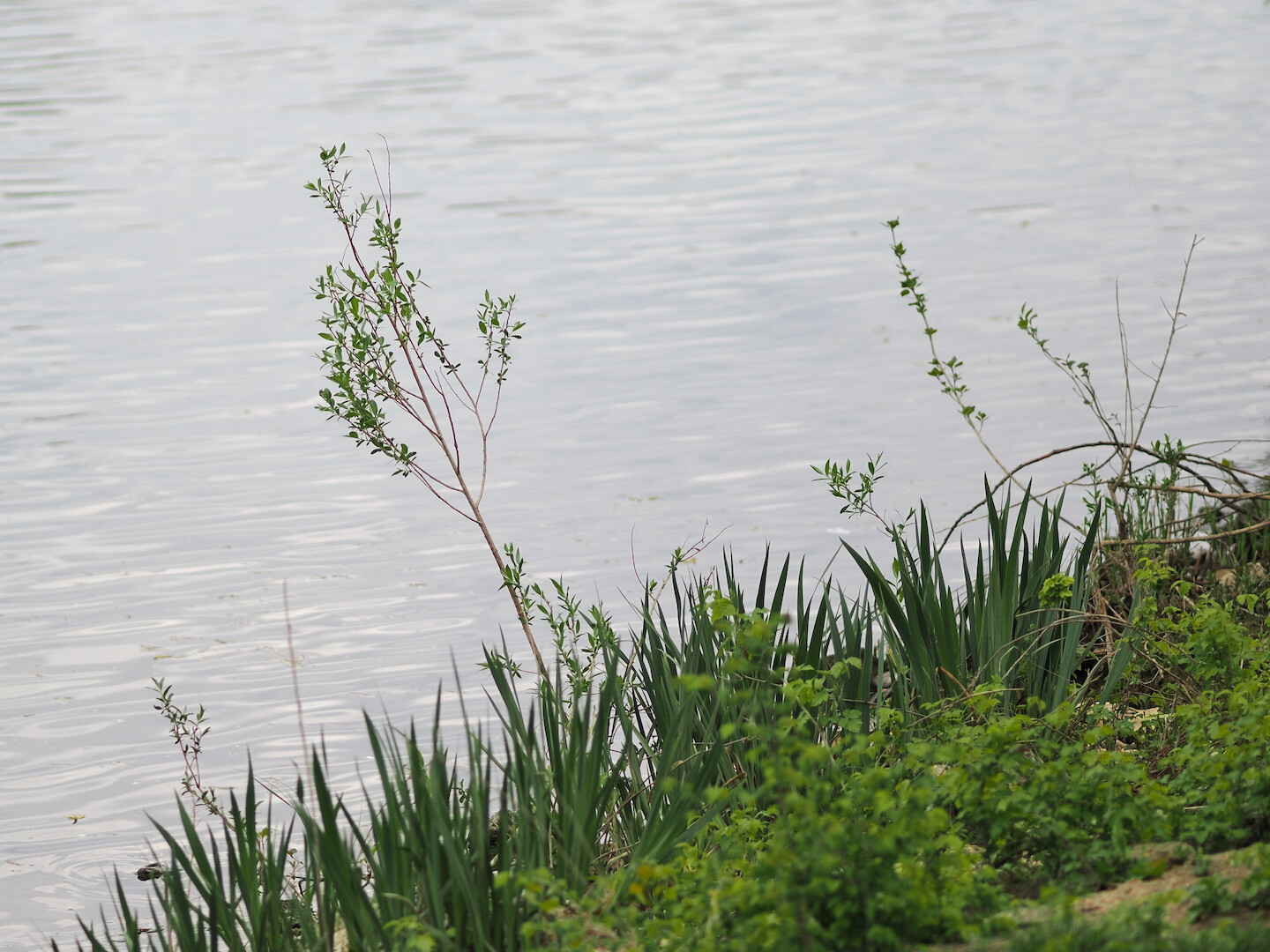 A photo of a tree sapling on a riverbank with the river in the background. There is grass and some other vegetation in the bottom-right corner of the photo, from which a few small saplings grow, one bigger than the others a bit. The background is a water, rippled from the wind in horizontal stripes.