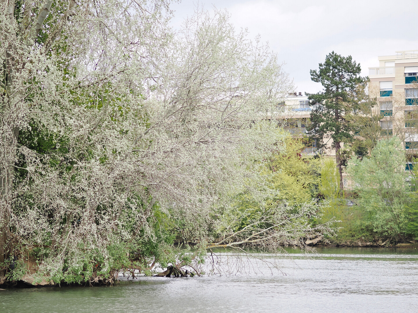 A photo of a river with a part of an island with many blooming white trees on it. On the other side of the river, there is a pine tree standing before a few apartment complexes, and a few smaller trees in different shades of green before it. The ski is white-grey and cloudy, and the water has ripples from the wind.