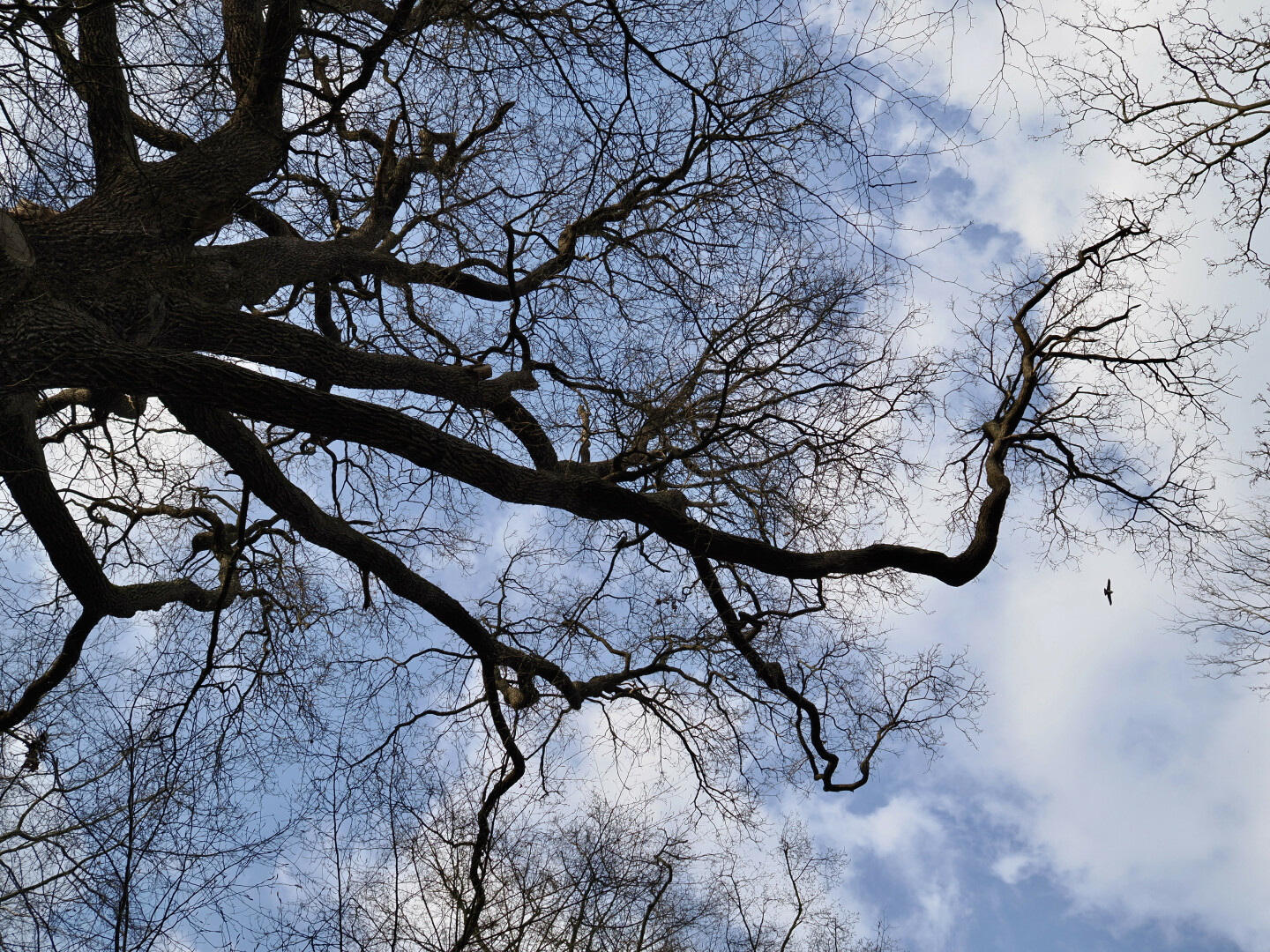 A photo of an oak from below. A mostly dark silhouette of its many leafless branches against the blue cloudy sky. On the right, there is a bird flying high above, likely a crow.