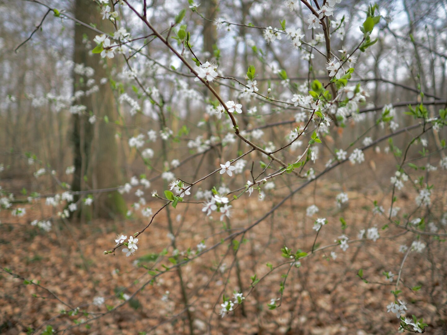 A photo of a few thin tree branches with white flowers and tiny green leaf spurts on them. There are a pair of branches in focus in the foreground, and many more going blurry in the background. Further in the background, the forest is visible, with yellow fallen leaves, and a few larger trees. The scene is warm with a bit of a gentle sunlight.