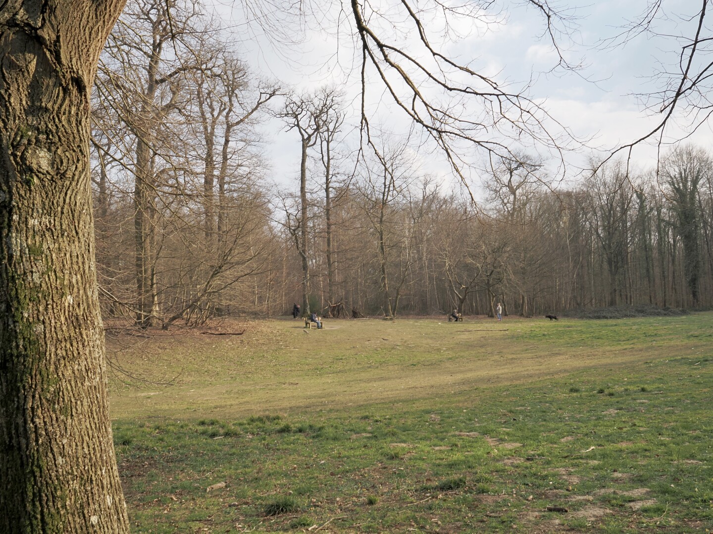 A photo of a clearing in a forest, with a few people in the distance on it: two sitting on the benches, one walking out their dog, and a few others between the trees. Most of the trees (mostly oaks) are leafless, but the grass is green, and the sun is shining slightly, although the sky is mostly covered with clouds. There is a tree trunk on the left of the frame, with a few of its branches visible on top and right.