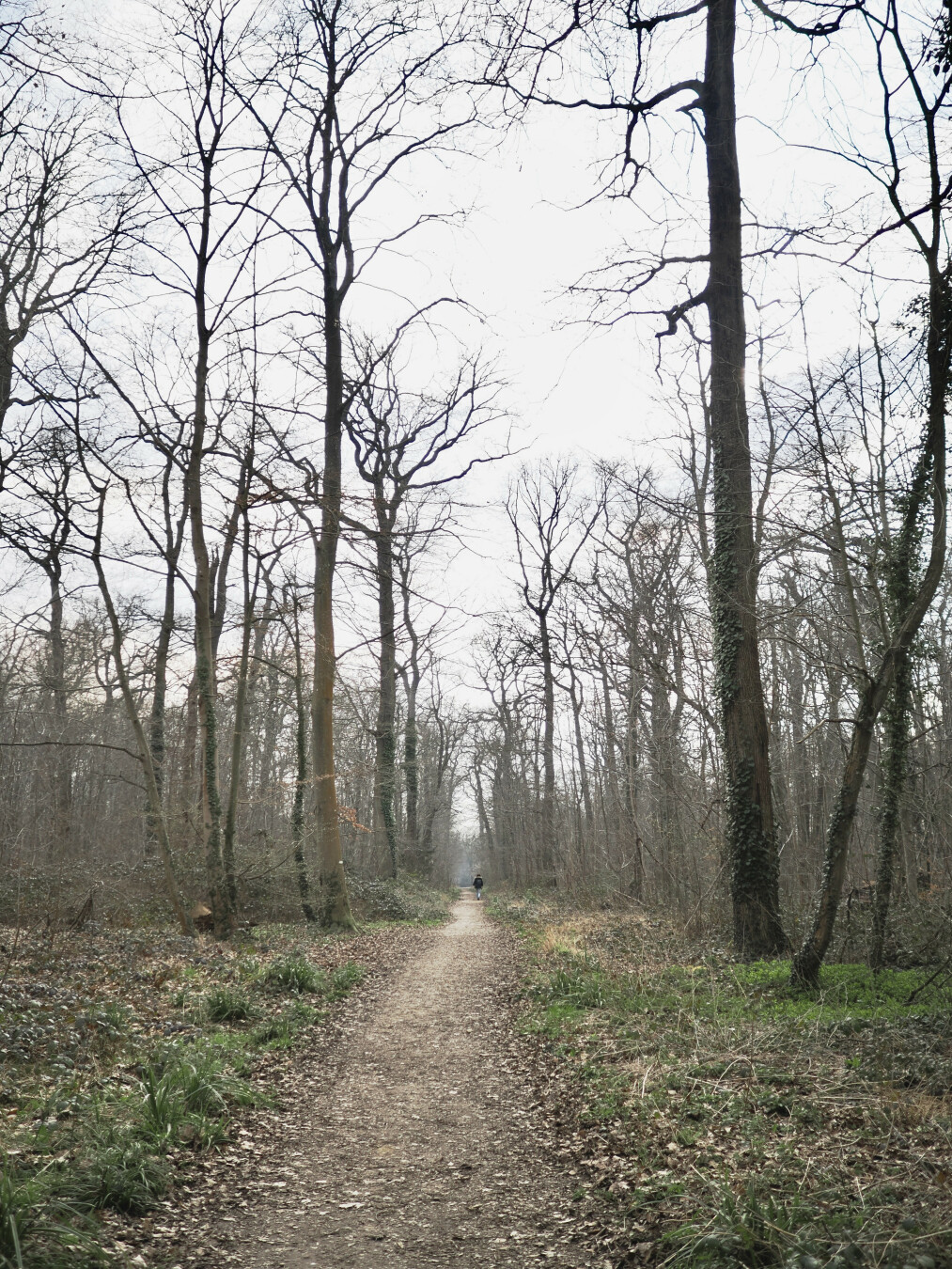 A photo of a forest path, surrounded by youngish leafless oaks. There is a small figure of a person walking on the path in the distance, contrasting in their height with the height of the trees. The sky is grey, most of the photo is brown with occasional grass on the ground.