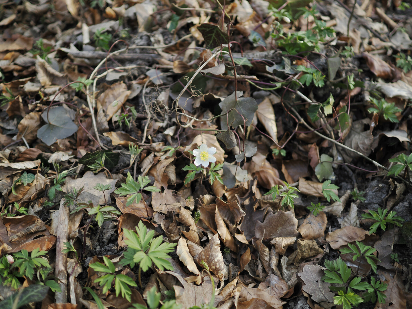 A photo of a single small flower on the forest ground. It peaks from between brown fallen leafs, alongside many green sprouting spots. The flower has six white petals and many yellow stamens in the center.