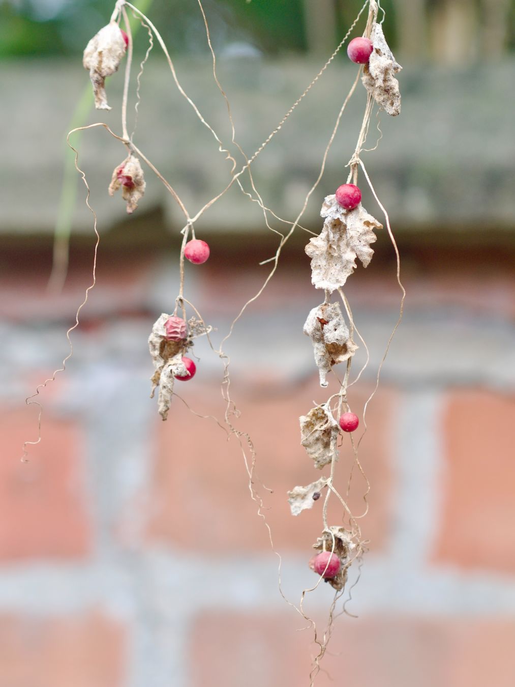A photo of a some hanging dried up vines with a few red globe berries. Background is an out of focus red brick wall.