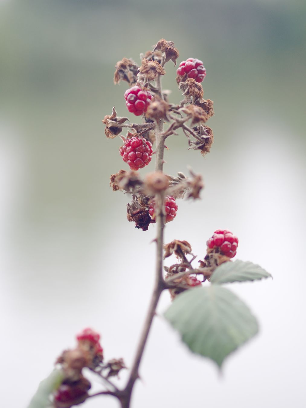 A close-up photo of a single vertical branch of blackberries (or maybe dewberries), mostly red, with a few green leaves and dried-up flowers.