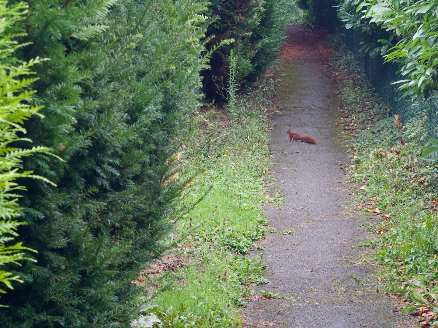 A photo of a squirrel, standing on a narrow old asphalt pathway, surrounded by vegetation. The squirrel is very brown-red, with a fluffy tail. There is a green grid fence on the right, and a lot of grass, trees, and bushes all around.